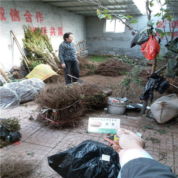 抗砧3号嫁接黑色甜菜葡萄苗育苗基地