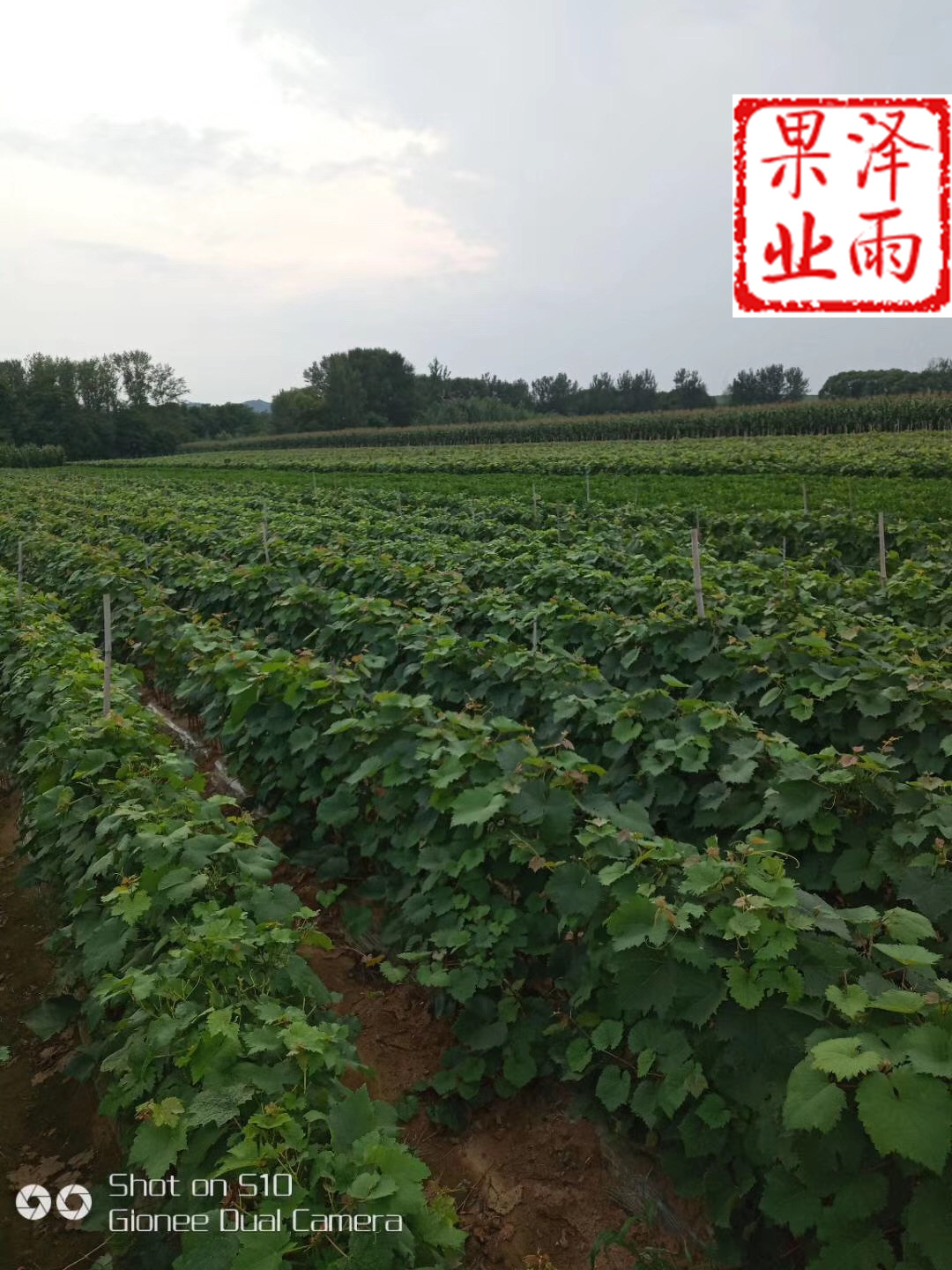 so4砧木黃金香葡萄苗品種介紹