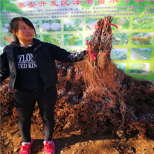 40高无核白鸡心葡萄苗大型基地、管理