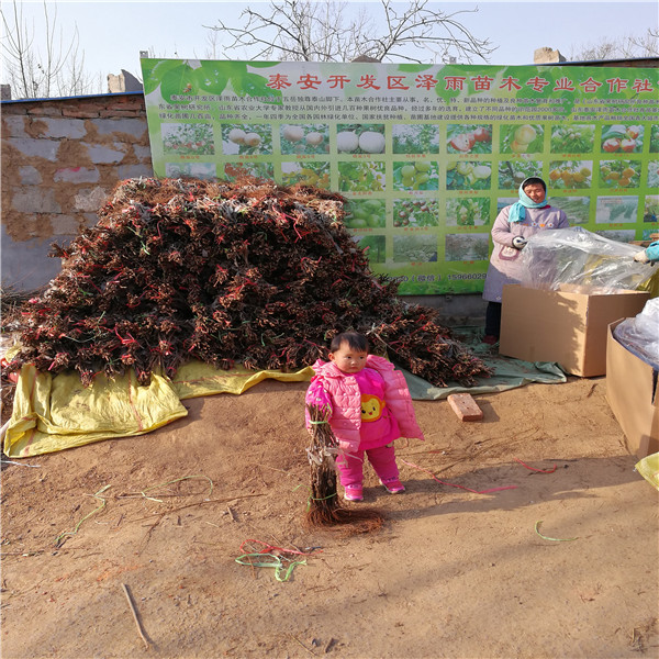 50高無核白雞心葡萄苗銷售苗圃、種植技術(shù)
