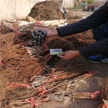 华佳砧木阳光13葡萄苗育苗基地