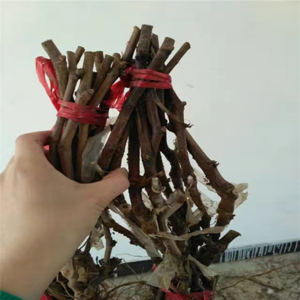 夏黑嫁接克倫生葡萄苗新報(bào)價(jià)