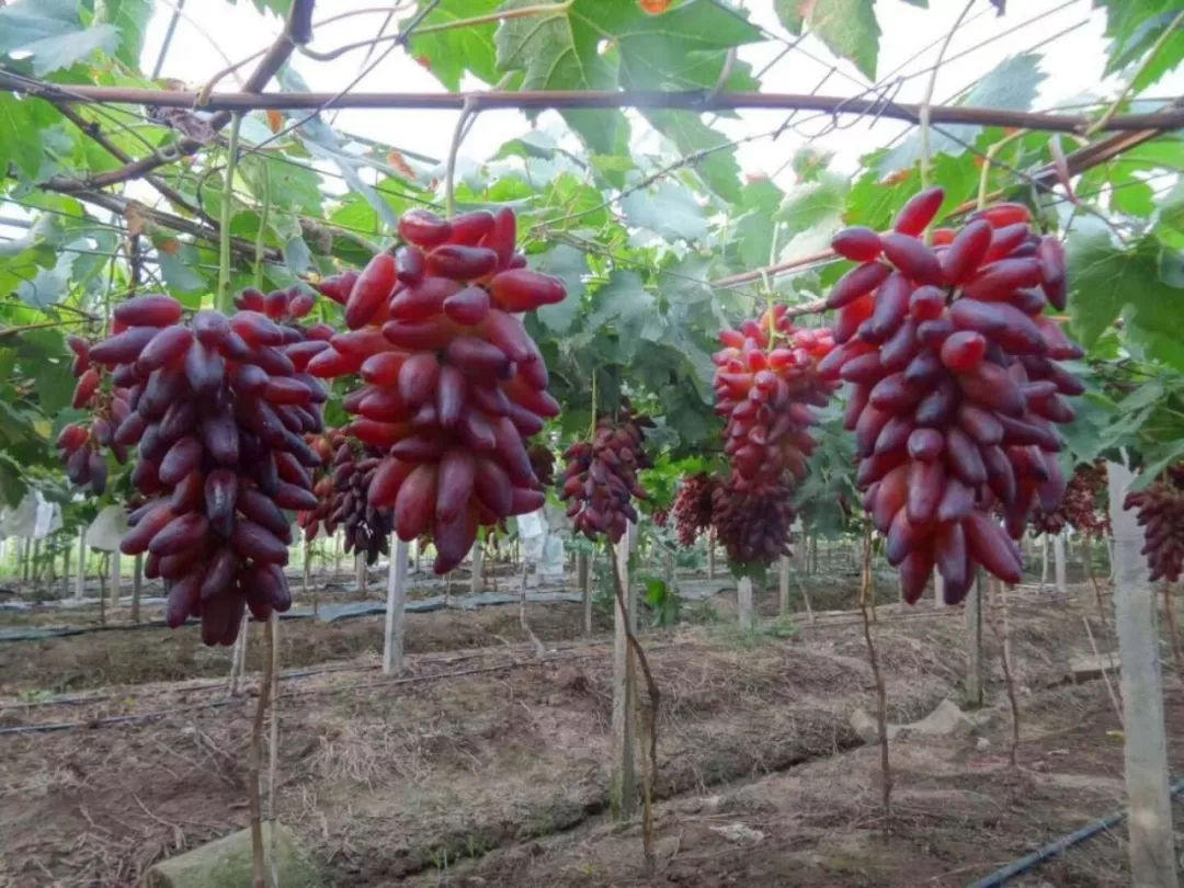 抗砧3号嫁接黑色甜菜葡萄苗育苗基地