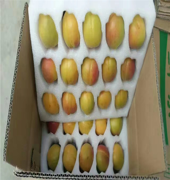 香妃油杏樹苗 發展前景廣 3公分4公分5公分早黃杏樹苗