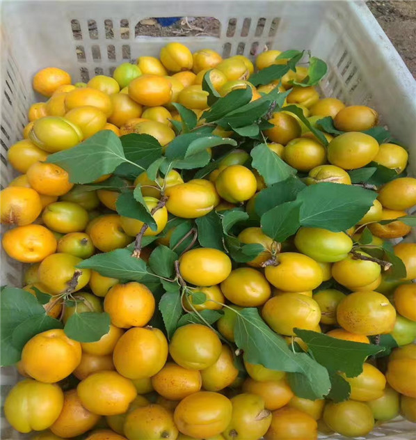 荷蘭香蜜杏樹苗 根系發(fā)達(dá) 基地 2-3公分胭脂紅杏樹苗