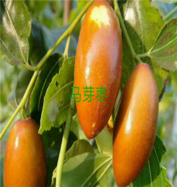 沾化冬棗樹包郵基地、吉林