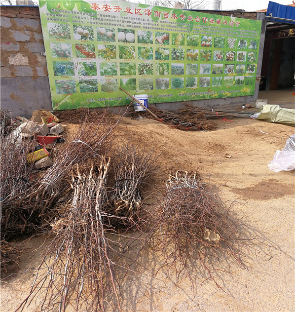 沾化冬枣苗包邮基地、河北