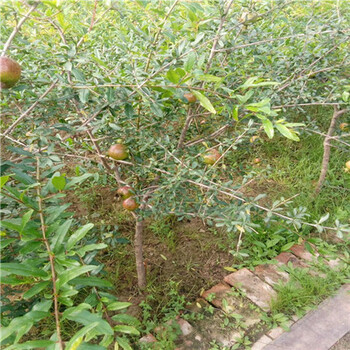 09的巨籽蜜石榴树树苗，根系发达基地