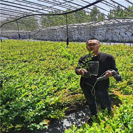 營養杯的北陸藍莓苗，春高藍莓苗廠家價格