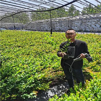 云南红河基地47蓝莓苗，德雷柏蓝莓苗带土移植