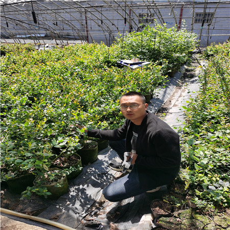 地栽1702蓝莓苗，辽宁报价