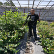 基地批發智利公爵藍莓苗種植示范中心、智利公爵藍莓苗送種植光盤