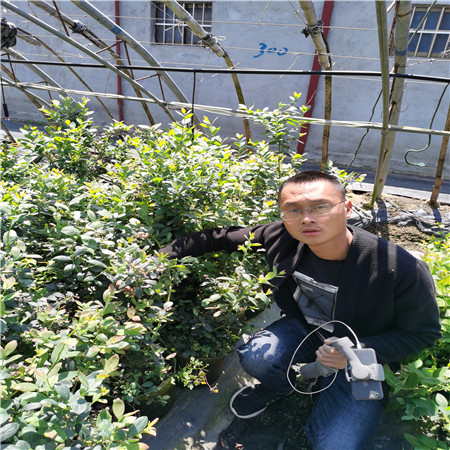 基地有种植莱克西蓝莓苗育苗中心、莱克西蓝莓苗赠送种植资料