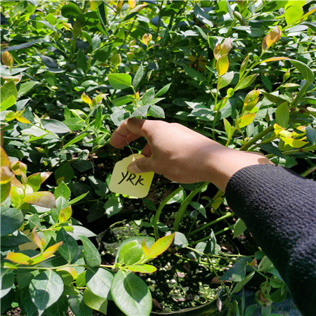 基地销售绿宝石蓝莓苗批发报价、绿宝石蓝莓苗改良土壤