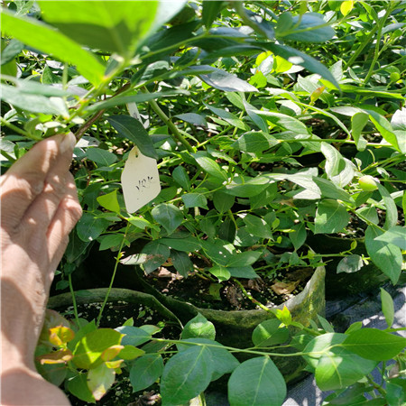 基地出售绿宝石蓝莓苗基地便宜、绿宝石蓝莓苗技术