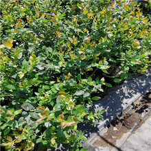 育苗中心49藍莓苗，萊寶藍莓苗穴盤圖片