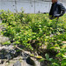 L蓝莓苗营养钵苗价格，高产zv蓝莓苗