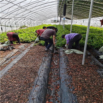 珠宝蓝莓苗销售苗圃，利伯蒂蓝莓苗云南红河基地