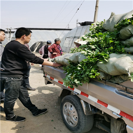 基地有种植莱克西蓝莓苗育苗中心、莱克西蓝莓苗赠送种植资料