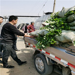 基地有薄雾蓝莓苗基地便宜、薄雾蓝莓苗栽植要求图片2