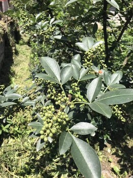 樂山無刺花椒苗，峨邊無刺青花椒，樂山無刺青花椒基地，峨邊無刺花椒苗產量