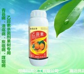 肇庆砂糖橘柑橘青霉病特效药治青霉病煤烟病用什么药最好