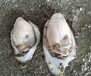 湛江鲜活生蚝牡蛎烧烤食材批发带壳新鲜打捞自产自销