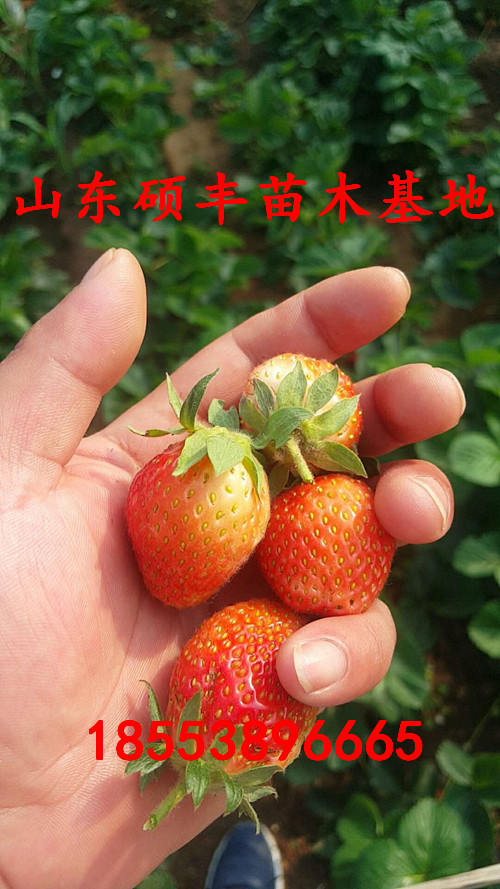 巧克力草莓苗市場價格、巧克力草莓苗出售價格