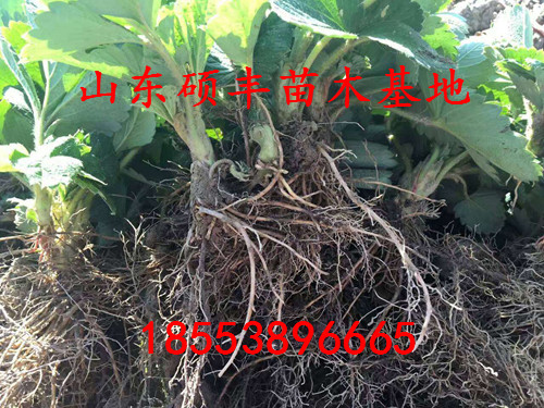 甜查理草莓苗出售價格、甜查理草莓苗供應