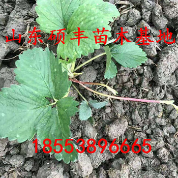 隋珠草莓苗市場價格、隋珠草莓苗壓條