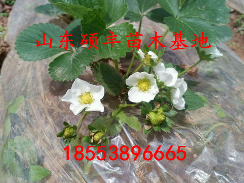 中莓3號(hào)草莓苗價(jià)格、中莓3號(hào)草莓苗出售價(jià)格