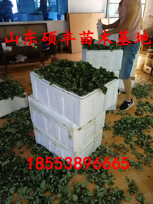 重慶全草莓苗適應(yīng)什么土壤