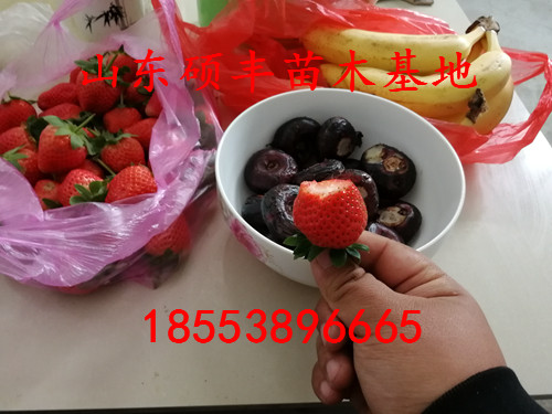 脫毒賽娃草莓苗畝產(chǎn)多少錢斤