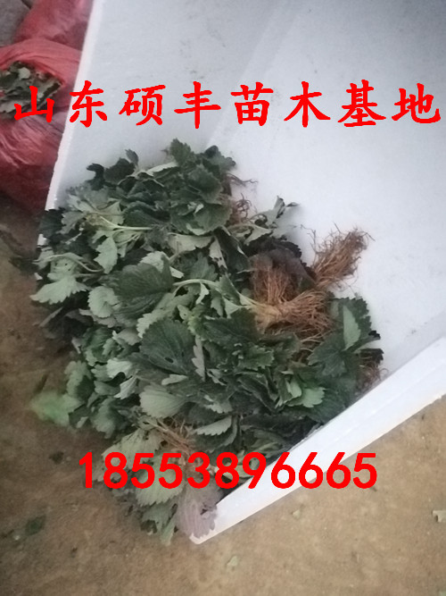 新品種哈尼草莓苗、新品種哈尼草莓苗繁殖