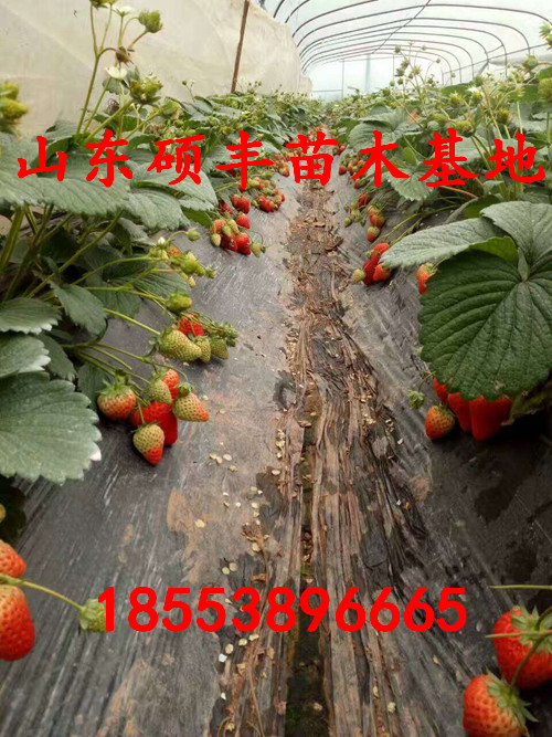 巧克力草莓苗市場價格、巧克力草莓苗出售價格
