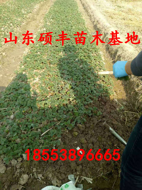 露天熊貓草莓苗適應(yīng)什么土壤