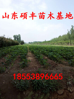華艷草莓苗價格、華艷草莓苗種植技術(shù)
