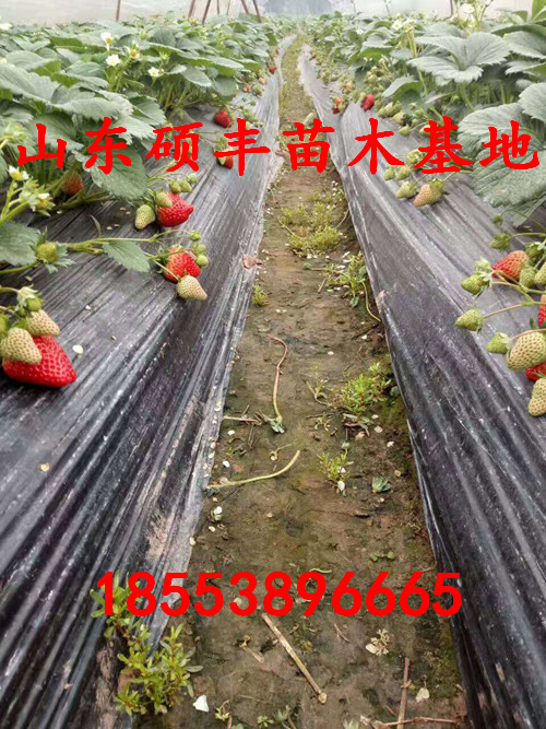 大棚美13草莓苗、美13草莓苗一亩地收入
