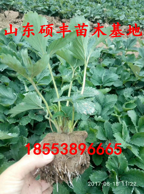 硕丰草莓苗多少钱一棵、硕丰草莓苗种植技术