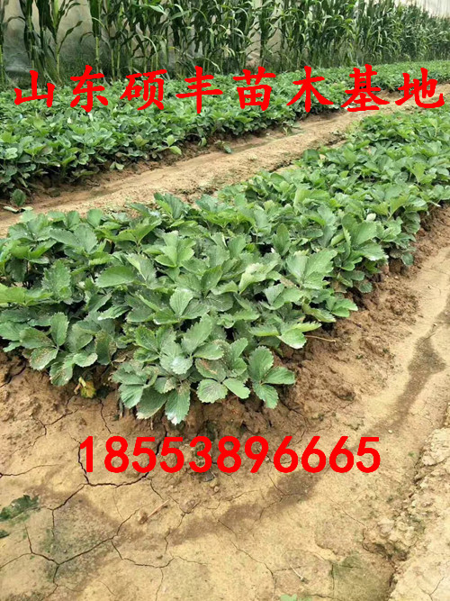 四季草莓苗供应商