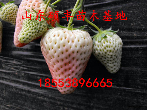 脫毒紅玫瑰草莓苗、紅玫瑰草莓苗一棵價格