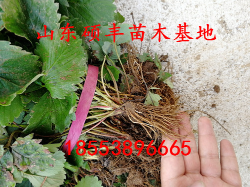重慶全草莓苗適應(yīng)什么土壤