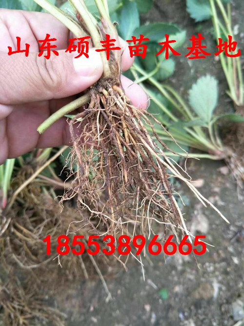 碩豐草莓苗批發(fā)、碩豐草莓苗