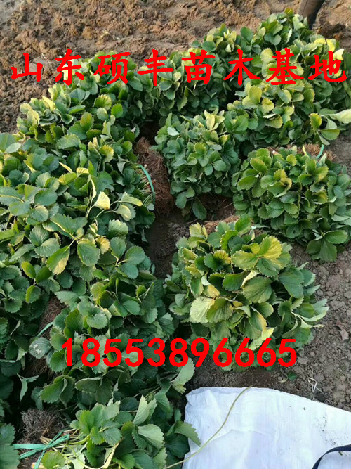云南全草莓苗適合福建種的草莓苗品種