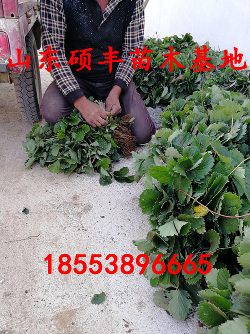 露天熊貓草莓苗適應(yīng)什么土壤