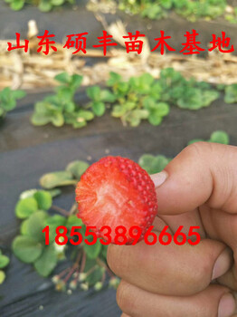 女峰草莓苗介绍、女峰草莓苗多少钱一棵
