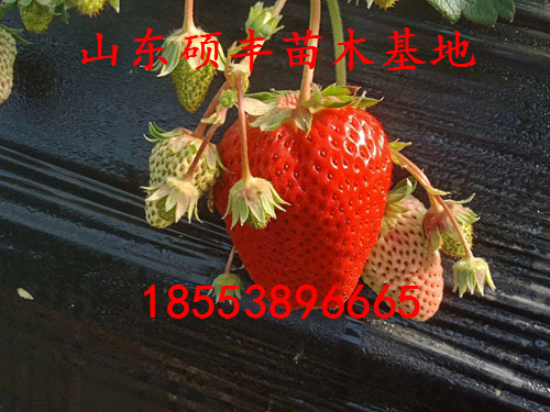 枥乙女草莓苗出售、枥乙女草莓苗出售价格