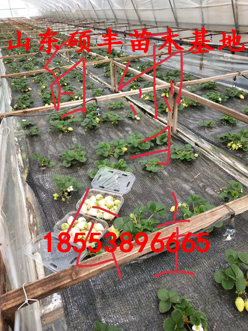碩豐草莓苗批發(fā)、碩豐草莓苗