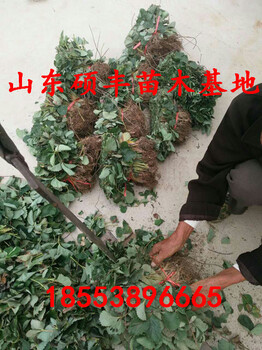 脫毒紅玫瑰草莓苗、紅玫瑰草莓苗一棵價(jià)格
