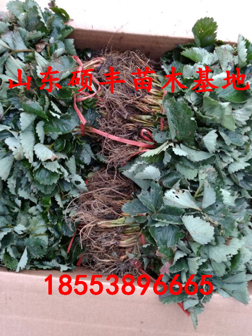 重慶全草莓苗銷售商